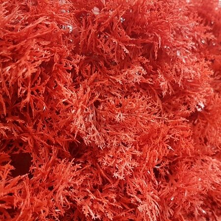 Pannello Lichene Artificiale 100x100cm Rosso