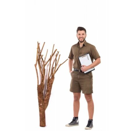 CUBA BIG TRUNK WITH RAMIFIED,  h.145 cm