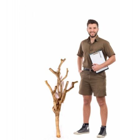 JAPAN BLEACHED TRUNK,  h.120 cm