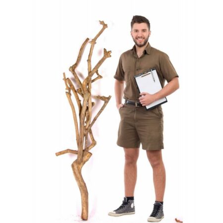 JAPAN BLEACHED TRUNK,  h.180 cm