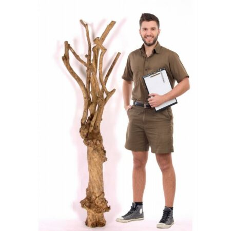 OLD COFFEE TRUNK,  h.180 cm