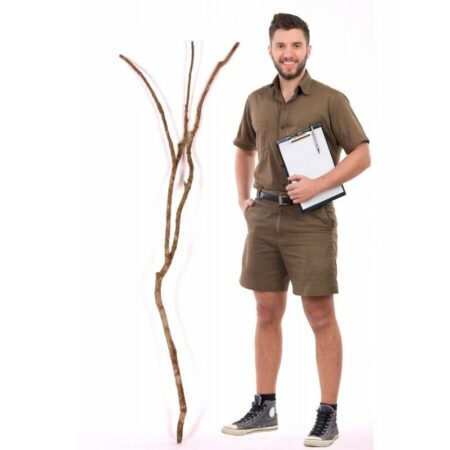 Mansanisi Nitida Ramified cm. 170, pack.0/10