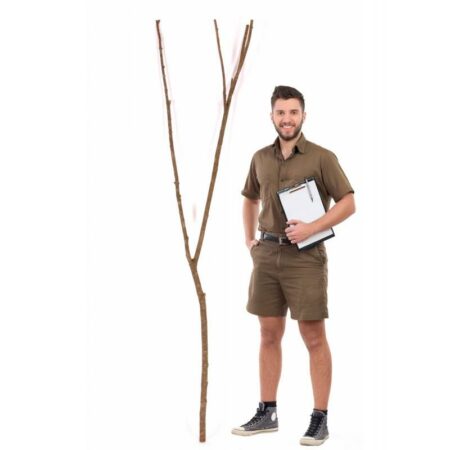 Mansanisi Nitida Ramified cm. 220, pack.0/10