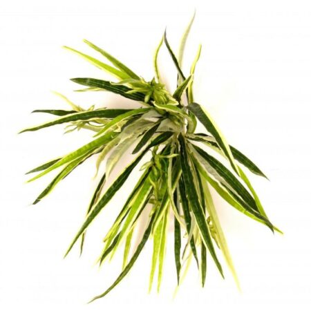 Spider Plant finta, cespuglio con 56 Foglie Variegate cm. 49 resistente ai raggi UV