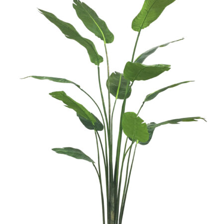 Palma del Viaggiatore h. 210 cm.