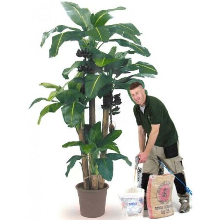 Banano Composto da 4 piante h. 80/150/230/270 cm. Tronco Naturale