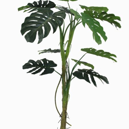 Monstera Plant cm 180