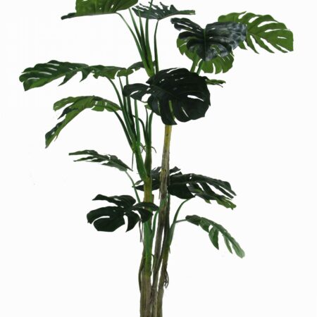 Monstera Plant cm 210