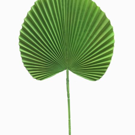 Foglia di Palma Messicana Verde