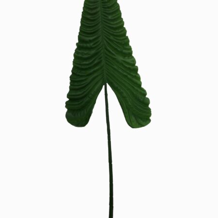 Foglia di Alocasia Calidora Orecchia d'Elefante Verde