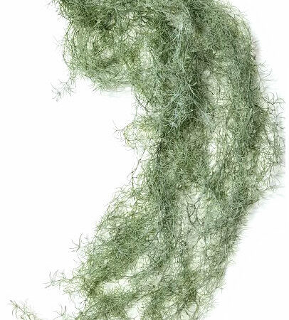 Tillandsia Garland, cespuglio artificiale verde cadente cm. 180 UVR