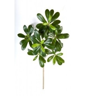 Pittosporum Artificiale, Ramo con 63 foglie UVR