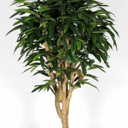 Ficus Longifolia Artificiale con tronco naturale Mediterraneo, in varie altezze