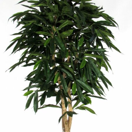 Ficus Longifolia artificiale con tronco naturale, in varie altezze da cm. 125 a cm. 300