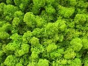 Pannello Lichene Stabilizzato Cm. 75x75 Col. May Green