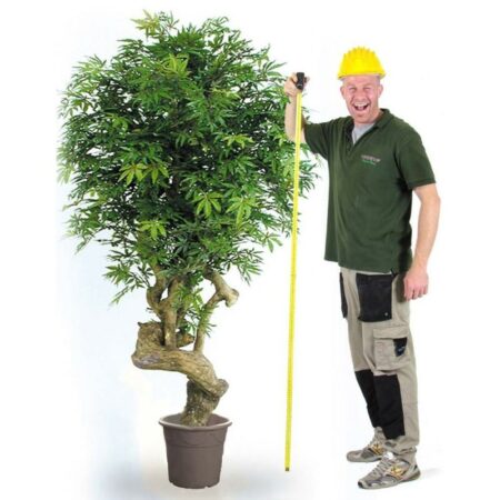 Acero Artificiale Verde - Tronco Jamaica h. 200 cm