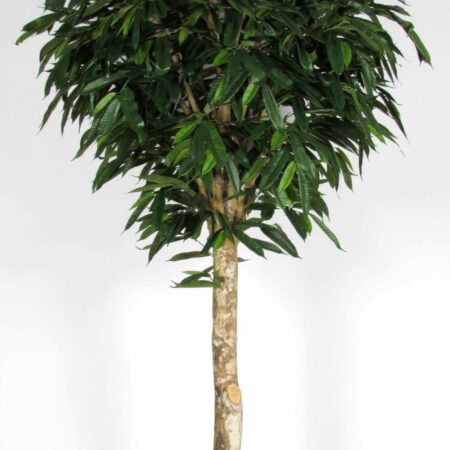 Ficus Longifolia Artificiale con tronco naturale Gigantea in varie altezze